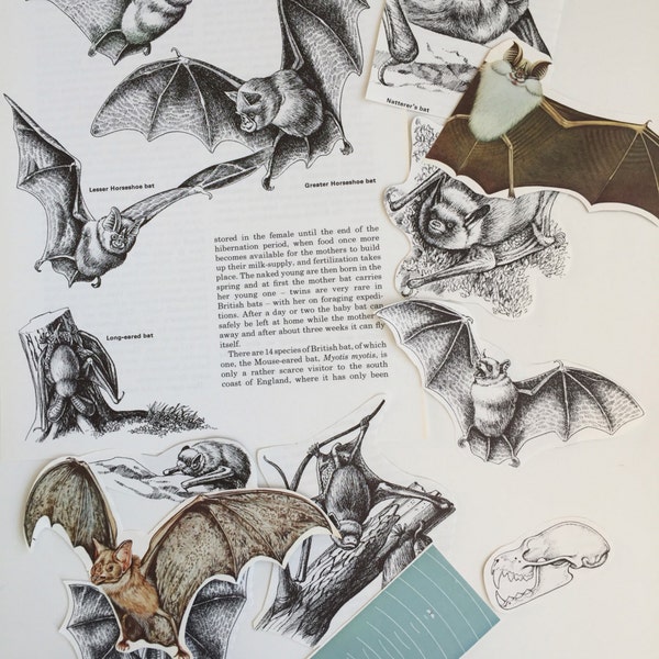 Bats Paper Ephemera Scrap Pack. Vintage Pages paper collage pack for scrapbooking