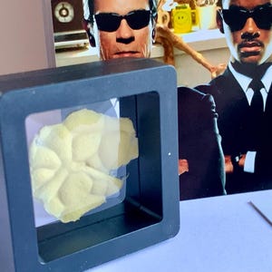 Puede incluir: Una vitrina negra con una ventana transparente que muestra un objeto amarillo en forma de flor. El fondo presenta un cartel de pel&iacute;cula con dos hombres con trajes negros y gafas de sol. Se ve un certificado.