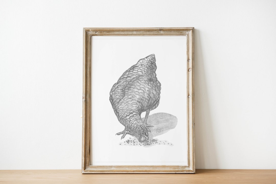 鶏の鉛筆スケッチアートプリント：モダンファームハウスの鶏の絵