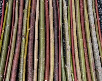 Organic Live Willow Cuttings Salix Grow for Basket Weaving Furniture Floral Arrangements Wreath Crafts Landscaping Bonsai Sticks Rods Wood