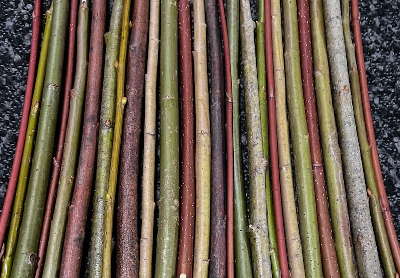 10 Organic Fresh Willow Cuttings Grow for Basket Weaving Etsy
