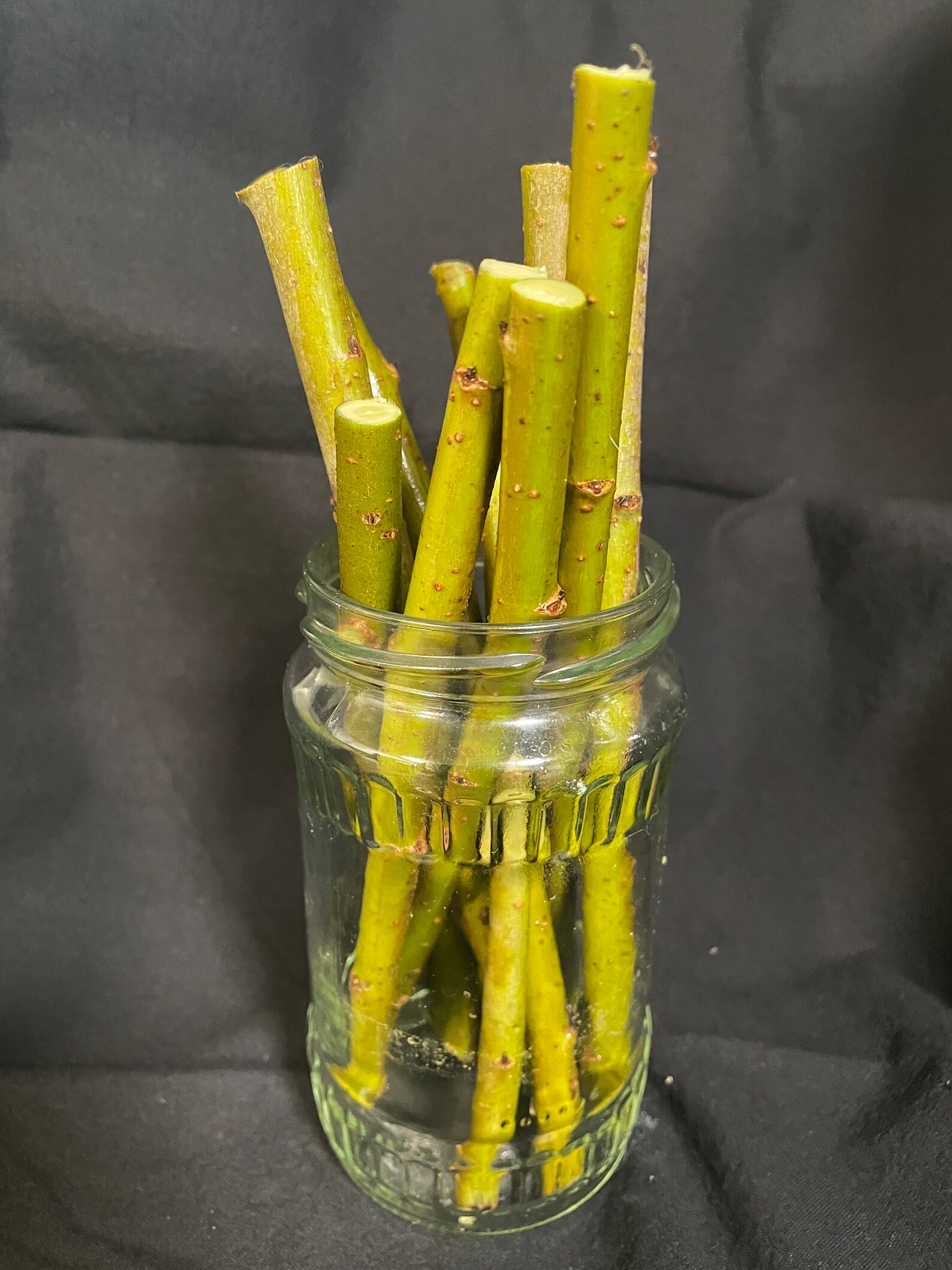 Organic Live Weeping Willow Tree Cuttings Grow for Basket Weaving Wreaths Floral Arrangements