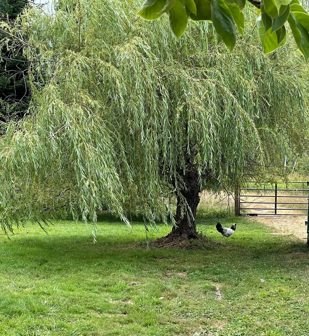 Organic Live Weeping Willow Tree Cuttings Grow for Basket Weaving Wreaths Floral Arrangements