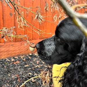 Acorn Vessel | Nose Work | Scent Detection | Scent Work | Birch | Anise | Clove | AKC Scent Work | Nosework | Scentwork | NACSW | USCSS