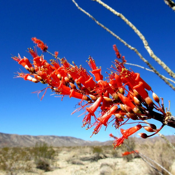 Desert Flower Essences: Ocotillo, Desert Willow, Daisy, Gobernadora (Creosote) Tinctures