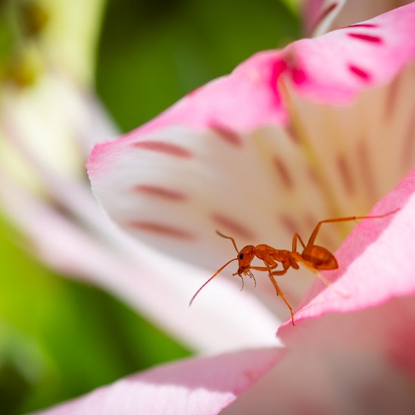 Tiny Ant exploring Flower Macro, Spring, Bloom Photography