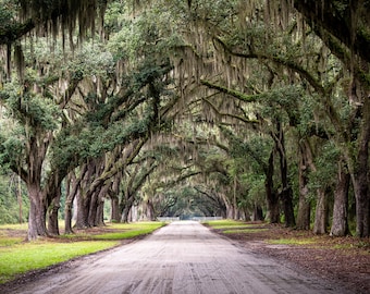 Beautiful Live Oak Print, Simply Southern Art, Savannah, Georgia, Wormsloe Plantation, Historic, Spanish Moss, Plantation, Dirt Road