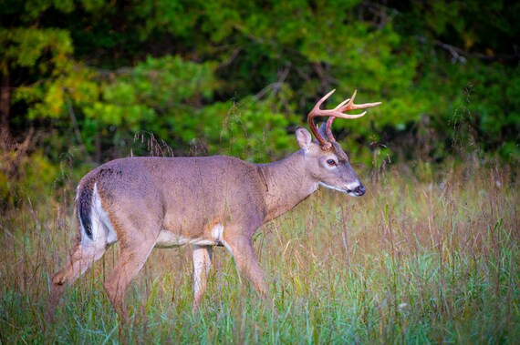 Whitetail Deer Nature Wall Decor, Antlers, Buck, Wildlife