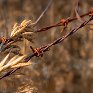 May include: Close-up of rusty barbed wire tangled with dried, golden-brown grass. The wire is twisted and knotted, creating a barrier. The background is blurred, suggesting a field or meadow.