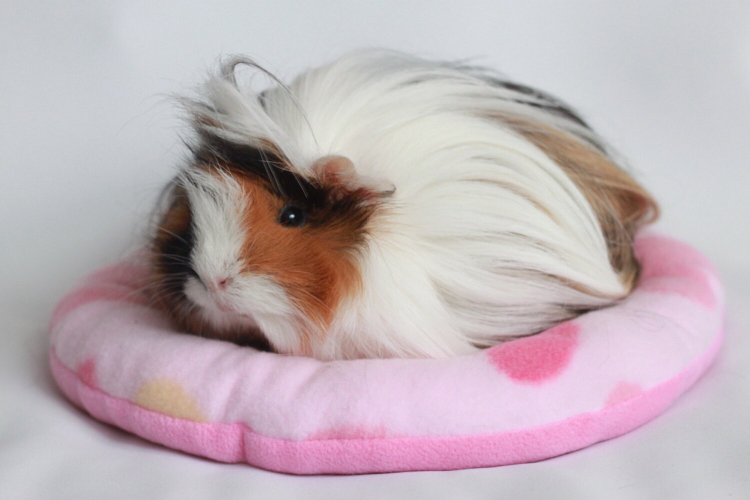DONUTS bed Guinea Pig Rat Hedgehog soft fleece various colours Etsy