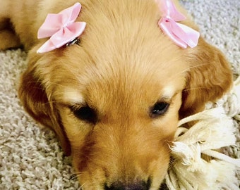dogs with bows