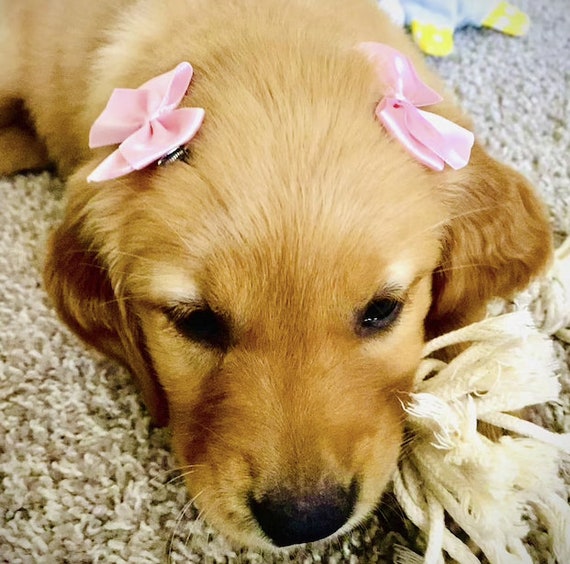 etsy dog bows