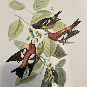 Original vintage 1950 John James Audubon Birds of America Bird Print, White-Winged Crossbill