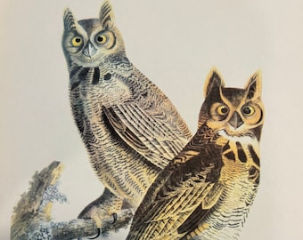 Original vintage 1950 John James Audubon Birds of America Bird Print, Gran Búho Cornudo