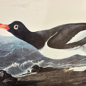 Original vintage 1950 John James Audubon Birds of America Bird Print, Oystercatcher
