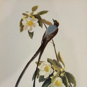 Original vintage 1950 John James Audubon Birds of America Bird Print, Fork-Tailed Flycatcher