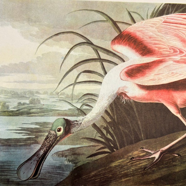 Original vintage 1950 John James Audubon Birds of America Bird Print, Roseate Spoonbill