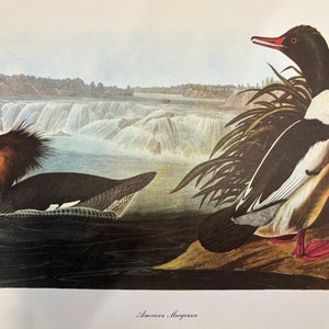 Original vintage 1950 John James Audubon Birds of America Bird Print, American Merganser