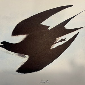 Original vintage 1950 John James Audubon Birds of America Bird Print, Sooty Tern