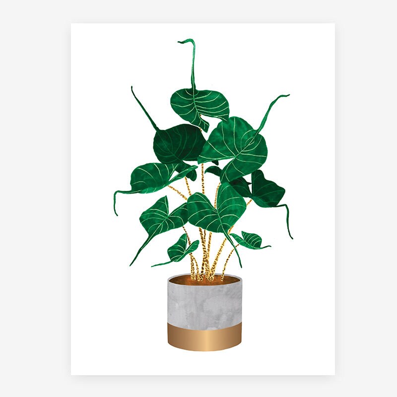 Poster Alocasia Stingray