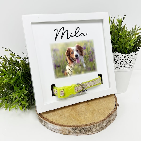 Personalised Square Dog Memorial Photo Collar Frame | Pet Memorial | Dog Collar Frame | Pet Picture Frame