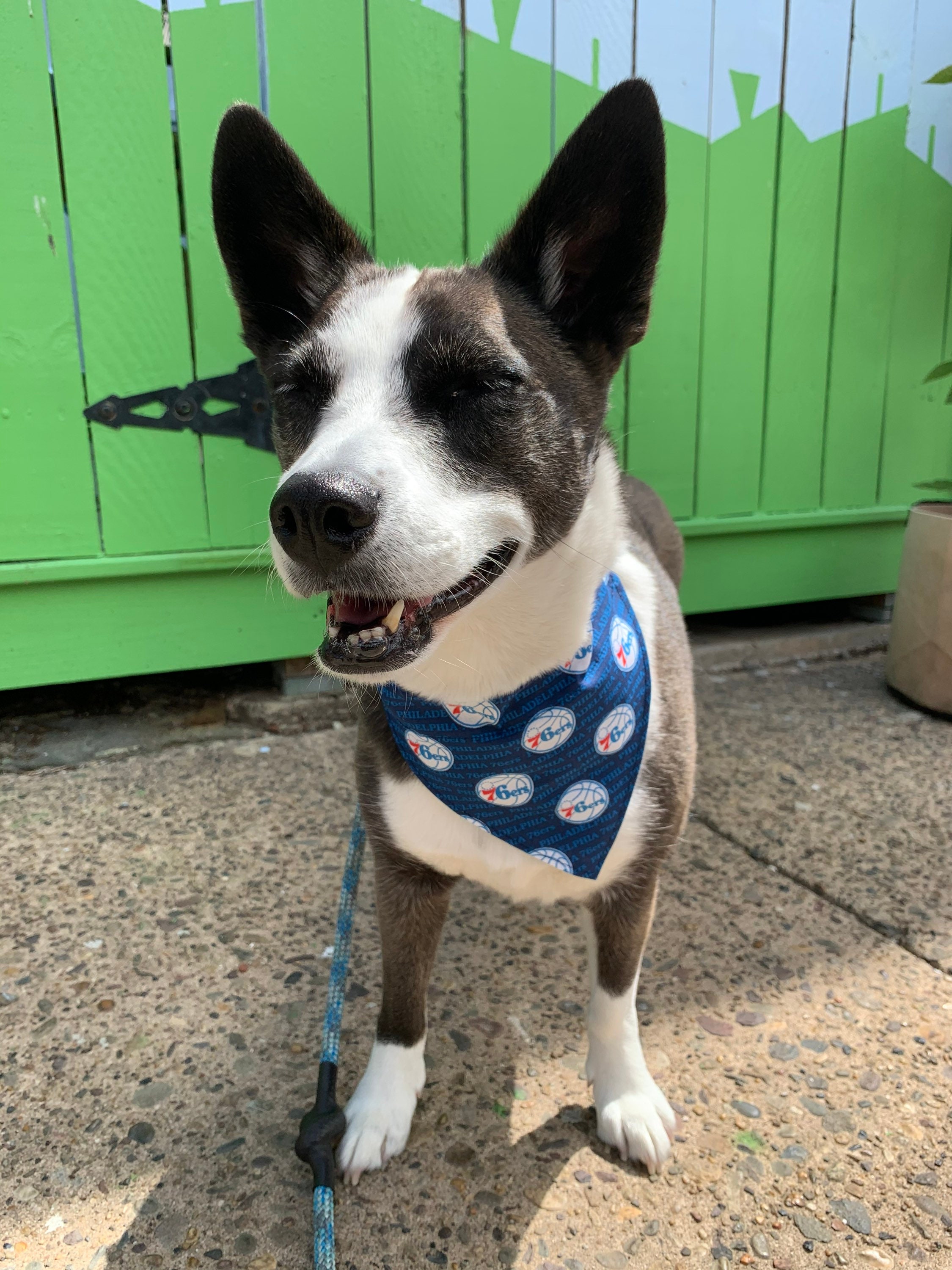 Sixers dog bandana top