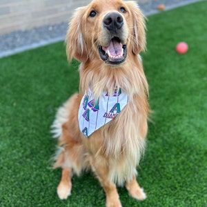 May include: A golden retriever dog wearing a white bandana with a green and purple Arizona Diamondbacks logo. The dog is sitting on green grass and looking up.