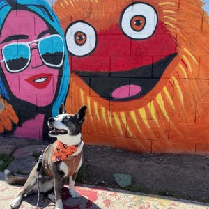 May include: A dog wearing a Halloween-themed bandana and harness sits in front of a colorful mural. The mural features a cartoon character with orange fur and a smiling face, and a woman with blue hair and sunglasses.