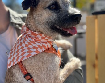 May include: A small, tan dog with a checkered orange and white bandana and harness. The dog is looking to the side with its tongue out. The background is blurred, suggesting an outdoor setting.