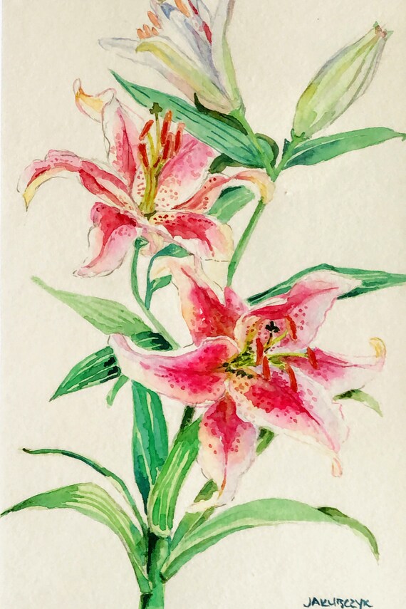 Rubrum lily online