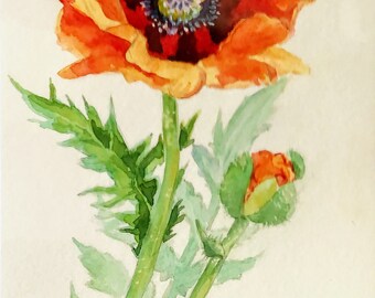 Poppy