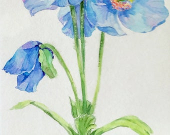 Blue Poppy