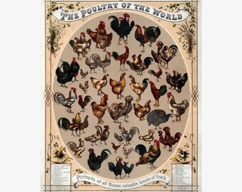 Poster Races de poulets ; Journal d'art de Prang, 1868 ; Reproduction de qualité supérieure - Cadre de suspension magnétique en bois de teck en option