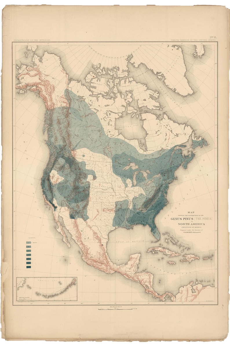 1884 Distribution of Pines in North American Forests Charles S Bien Sargeant