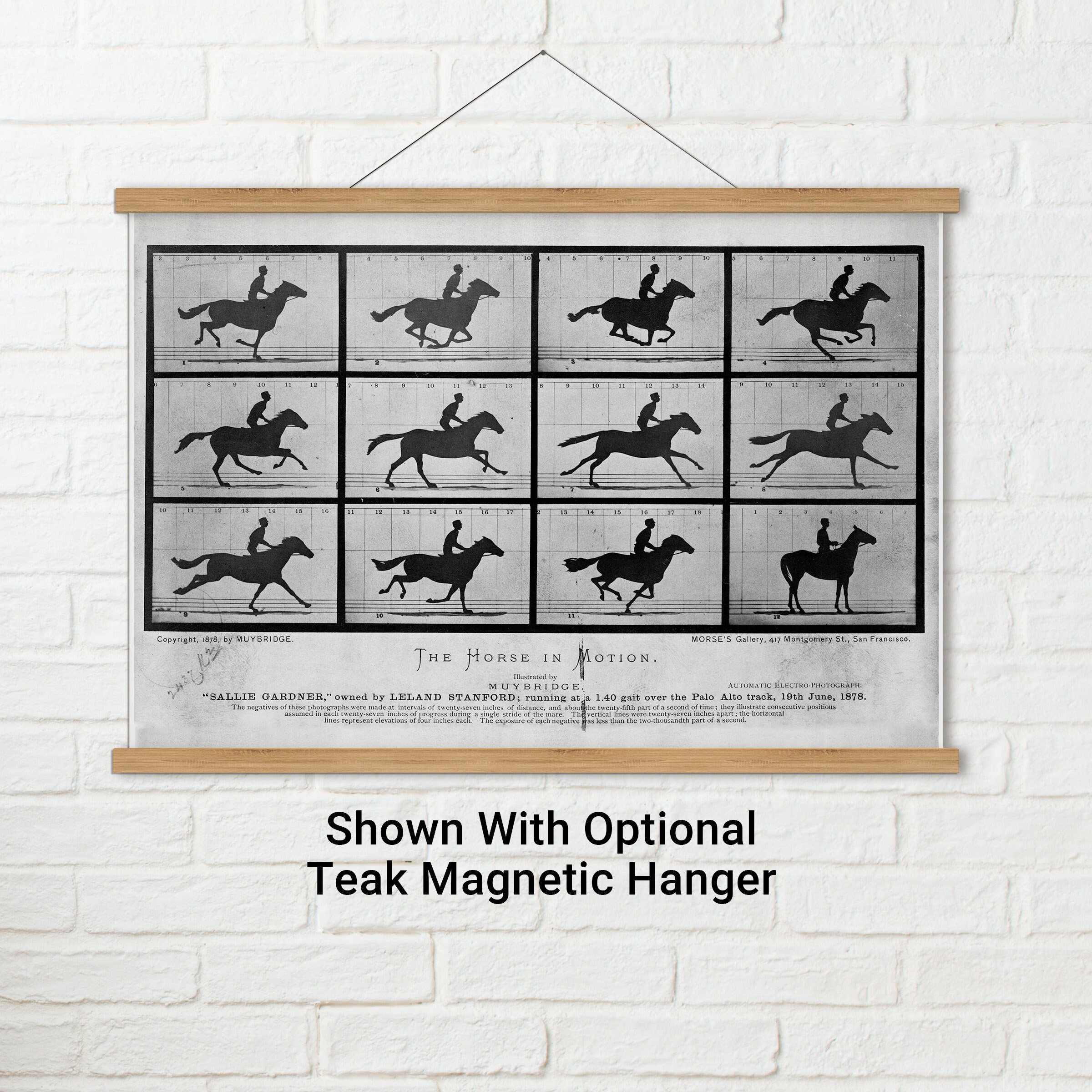 The Horse in Motion, Photographs by Eadweard Muybridge, 1876