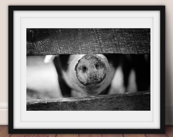 Pig Picture, Pig Photo, Pig Nursery, Pig Digital Download, Pig Printable, Little Piggy, Piglet, Pig Art, Farm Animals,Southern Art,Pig Decor