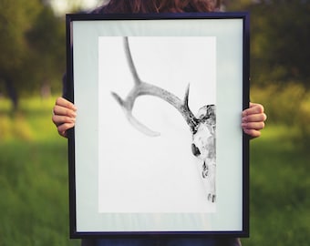 May include: A black and white photograph of a deer skull with antlers in a black frame.