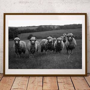 Country Home Decor, Sheep Print, Sheep Art, French Country Decor, Farmhouse Decor, Kitchen Decor, Sheep, Lamb Print, Fixer Upper, Art Print