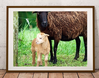 Impresión de cordero de guardería: Foto de cría de animal de granja (descarga digital)