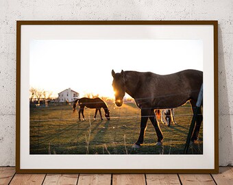 May include: A photograph of three horses in a field at sunset. The horses are brown and black, and they are standing in a field of green grass. The sun is setting in the background, and the sky is a bright orange and yellow.