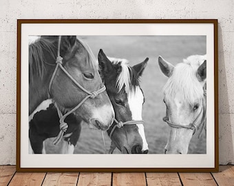 May include: Black and white photograph of three horses standing close together. The horses are looking at the camera. The image is framed in a brown frame.