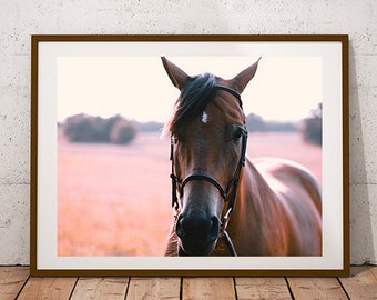 May include: A brown horse with a black halter stands in a field with a pink and purple background. The horse is looking directly at the camera.
