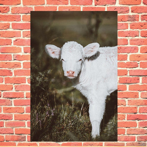 Baby Calves Picture, Animal Crossing, Highland Cow, Nursery Art, Country Photo, Printable Art, Baby Art, Cow Gifts, Cow Print, Farmhouse