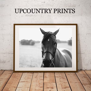 May include: Black and white photograph of a horse's head with a bridle. The horse is looking directly at the camera. The background is a blurry field.