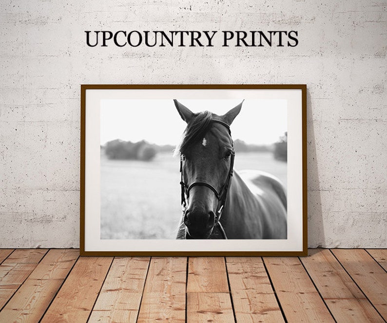 May include: Black and white photograph of a horse's head with a bridle. The horse is looking directly at the camera. The background is a blurry field.