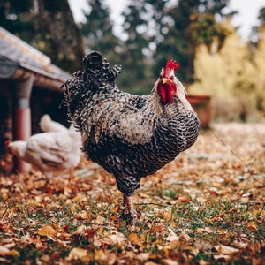 Chicken Photograph Print: Farmhouse Home Decor (Digital Download)