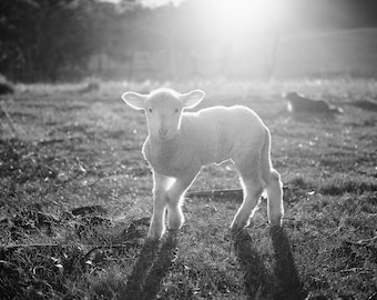 Lámina infantil de cordero: Arte de animales de granja (Descarga digital)