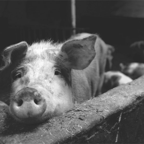 Pig Photograph Print: Farmhouse Animal Art (Digital Download)