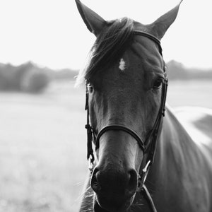 May include: A black and white photo of a brown horse with a leather halter. The horse is looking directly at the camera.
