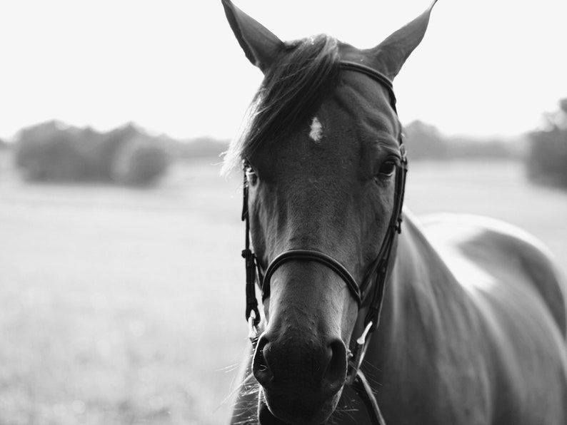 May include: A black and white photo of a brown horse with a leather halter. The horse is looking directly at the camera.